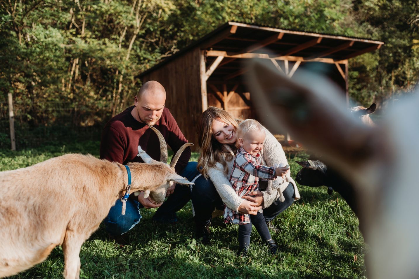 Rodiče spolu s dcerou krmí kozy.